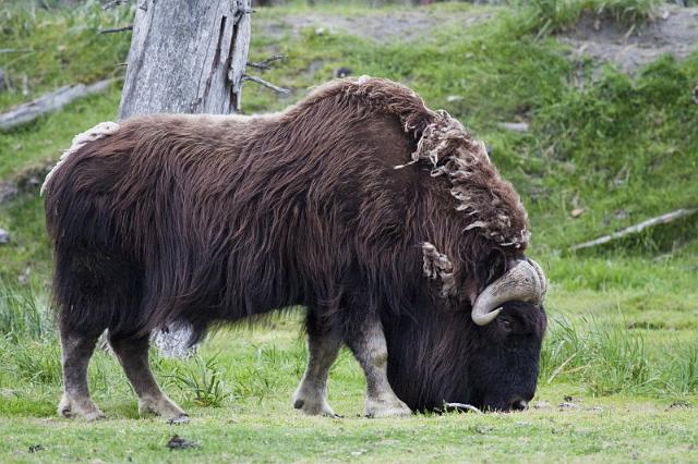 119 Alaska Wildlife and Conservation Center, Muskusos.jpg